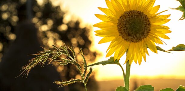 Zomer in aantocht