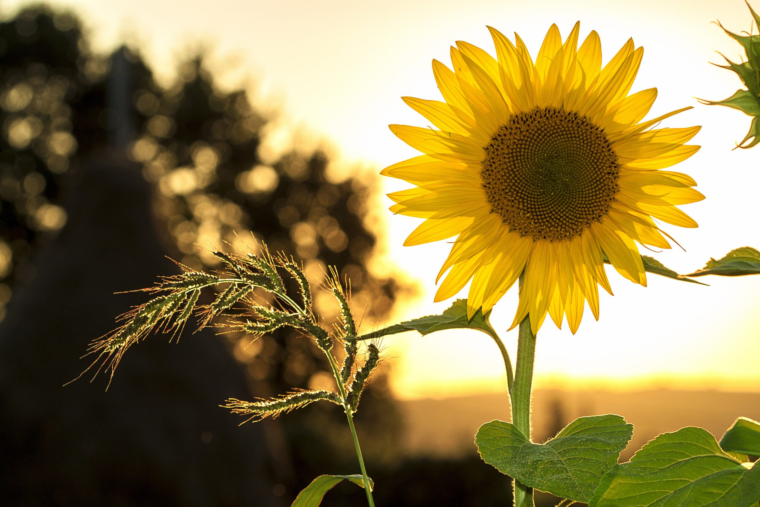 Zomer in aantocht