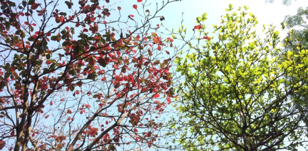 Verandering is de enige constante