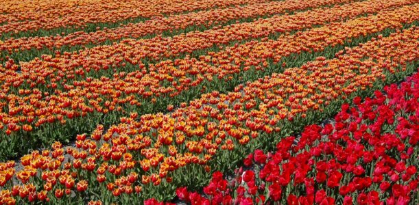 Column Anita Scholten – mei 2026