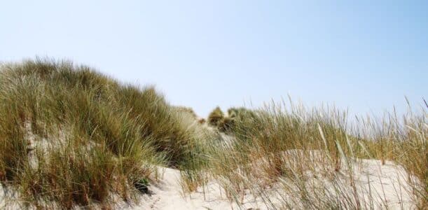 Column Anita Scholten – september 2026